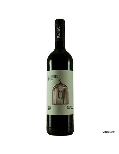 Cantarellus Ull de llebre - Bolet_Cantarellus_Ull_de_Llebre