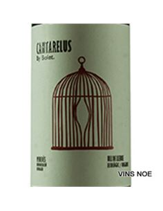 Cantarellus Ull de llebre - Bolet_Cantarellus_Ull_de_Llebre 2