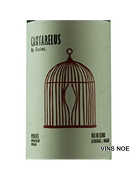 Cantarellus Ull de llebre - BOLET_CANTARELLUS_ULL_DE_LLEBRE-E