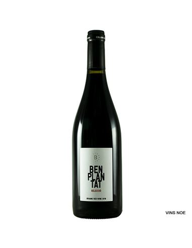 Benplantat Negre Selecció - Benplantat_Seleccio