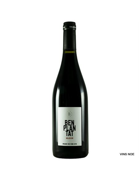 Benplantat Negre Selecció - Benplantat_Seleccio