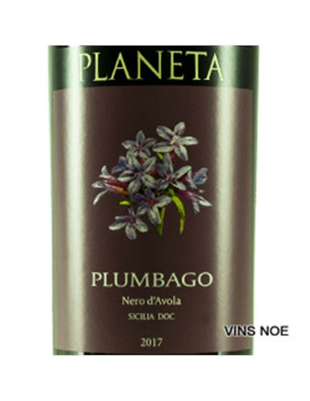 Plumbago Nero d´Avola - Plumbago_Nero_d'Avola_(Sicilia)-E